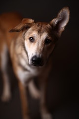 Cute ginger mongrel dog on a gray background in the studio