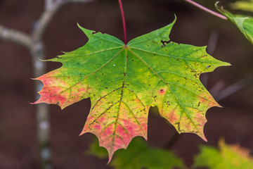Colorful Autumn Leaves in a Northern European Forest