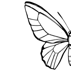 Butterflies silhouettes. Butterfly icons isolated on white background. Graphic illustration