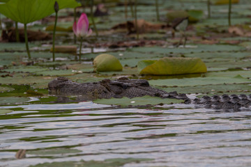 Close up of Australian Saltwater crocodile (Crocodylus porosus) amongst pink lotus lilies