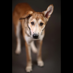 Cute ginger mongrel dog on a gray background in the studio