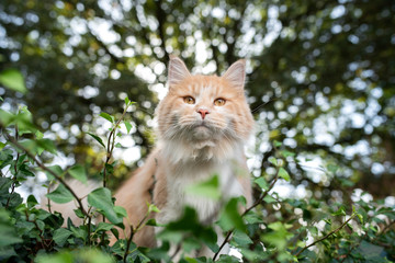 Naklejka na ściany i meble low angle view of a curious young cream tabby beige white maine coon cat standing on wall covered with ivy in front of trees in a forest looking at camera