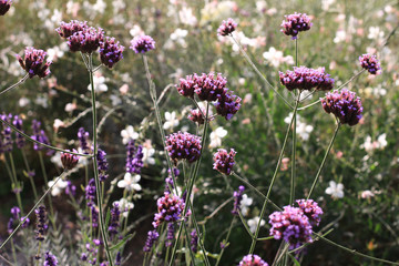 Purple Verbena bonariensis tiny flowers in the morning sun macro background gaura lindheimeri and lavender