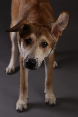 Cute ginger mongrel dog on a gray background in the studio
