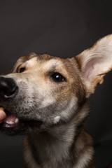 Cute ginger mongrel dog on a gray background in the studio