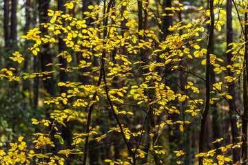 Obraz premium Colorful Autumn Leaves in a Northern European Forest