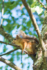 Little cute squirrel sitiing on a birch