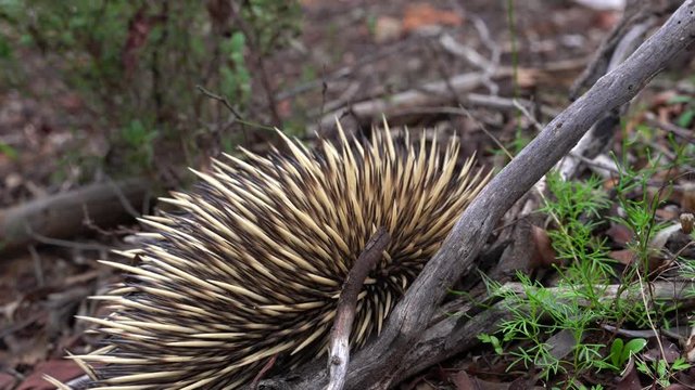 Wild Echidna in Australian Forest