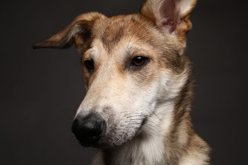 Cute ginger mongrel dog on a gray background in the studio