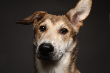 Cute ginger mongrel dog on a gray background in the studio