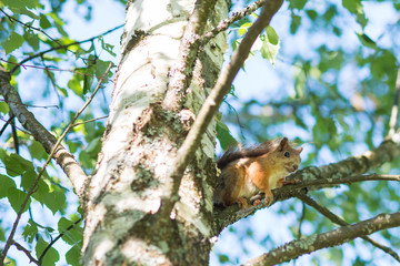 Little cute squirrel sitiing on a birch