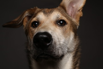 Obraz premium Cute ginger mongrel dog on a gray background in the studio