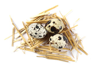 Quail egg in nest isolated on white background, top view