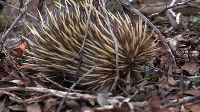 Echidna in Western Australia