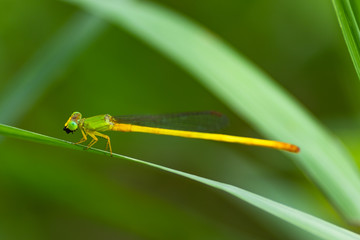 yellow dragonfly