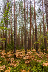 Fototapeta premium Autumn Forest Path with Yellow and Green Foliage in Northern Europe