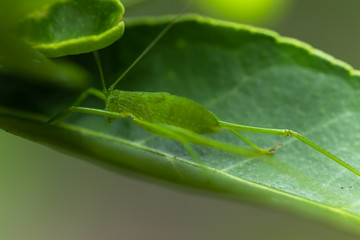 grasshoppers