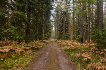 Fototapeta na wymiar Autumn Forest Path with Yellow and Green Foliage in Northern Europe