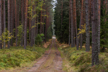 Obraz premium Autumn Forest Path with Yellow and Green Foliage in Northern Europe