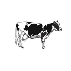 Cow vector illustration. Design for packaging agricultural products, signage, advertising farm products shops