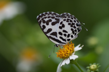Obraz premium Polka dot butterfly