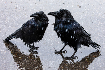 A Black Raven in the snow and rain
