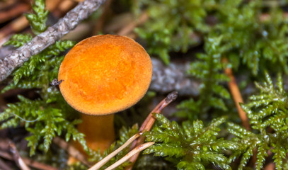 Mushroom in an Lush Green Autumn Forest