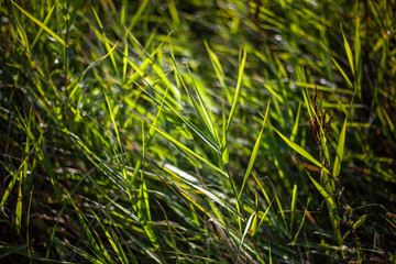 Fototapeta premium Natural background vegetation. Green plants in the summer....