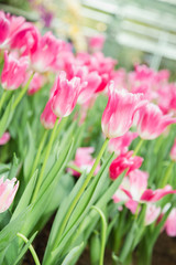 Fototapeta premium Tulip flowers in garden nature background