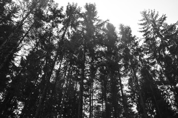 Obraz na płótnie Canvas High trees silhouette in forest