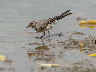 bird on the beach