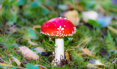 Red and White Toad Stool Mushroom in an Autumn Forest