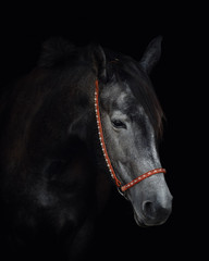 portrait of elegant gray trakehner horse with orange halter isolated on black background	