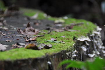 切り株に生えた苔