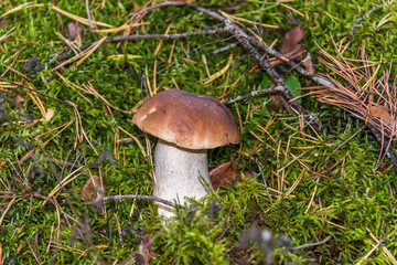 Mushroom in an Lush Green Autumn Forest