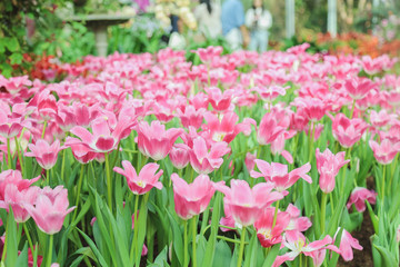 Tulip flowers  in garden nature background