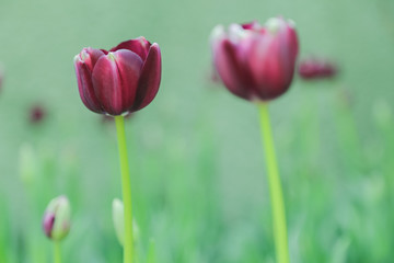 Tulip flowers  in garden nature background