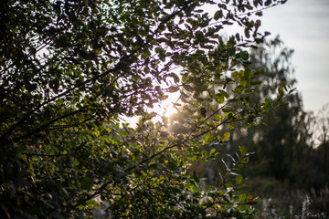 Natural background vegetation. Green plants in the summer....