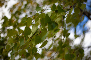 Natural background vegetation. Green plants in the summer....