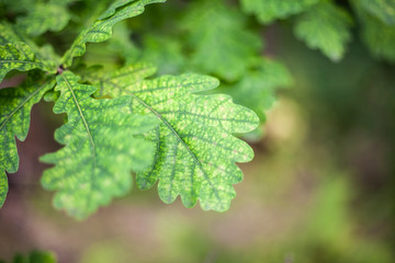 Oak leaves. Green leaves in the summer. Beautiful natural background. Harmony of green in plants.
