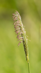 close up of ear of grass