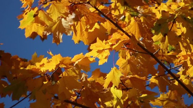 Beautiful autumn leaves develop on a vert. Golden time. Leisure park. Nature dresses trees in beautiful outfits.