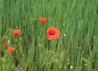 Red poppies in the morning light. Polyana with red poppy flowers on a green blur background. A lonely poppy flower. Field of poppies