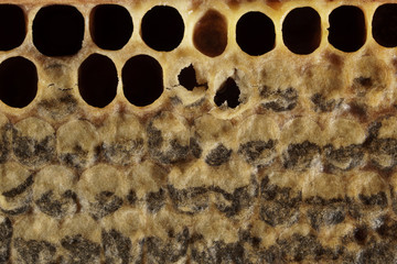 Honeycomb with honey and pollen. Sweet and natural honey inside the honeycomb. Background of...