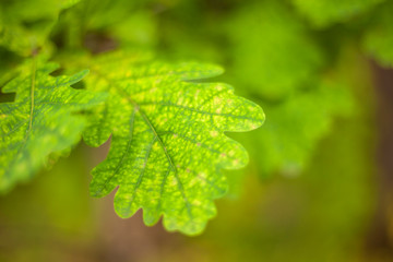 Oak leaves. Green leaves in the summer. Beautiful natural background. Harmony of green in plants.