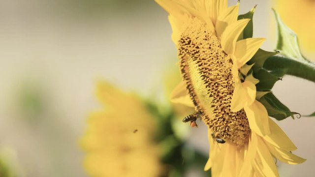 Field of sunflower crops with bees slow motion