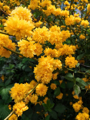 Yellow wild flowers. Background of flowers.