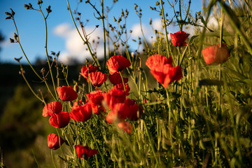 Fototapeta premium mohnblumen