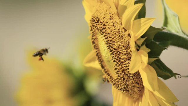 Field of sunflower crops with bees slow motion