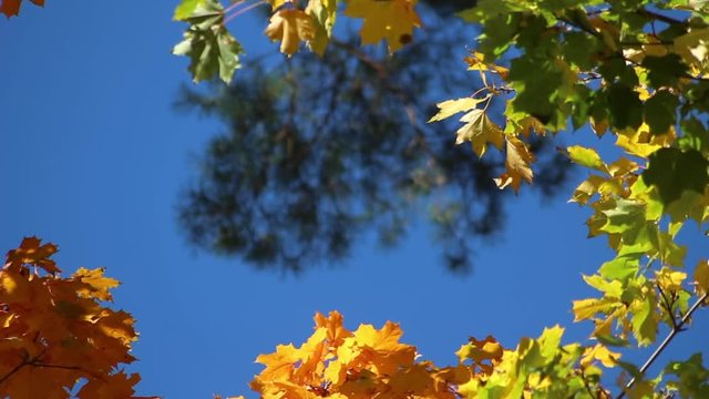 Beautiful autumn leaves develop on a vert. Golden time. Leisure park. Nature dresses trees in beautiful outfits.